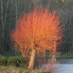 Ива белая “Чермезина” (Salix alba “Chermesina”)