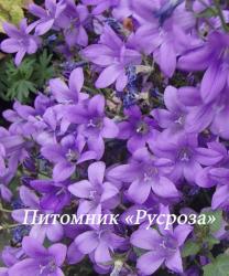 Колокольчик Портеншлага "Catharina" (Campanula portenschlagiana)