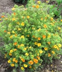 Лапчатка кустарниковая "Танжерин" (Potentilla fruticosa "Tangerine")