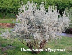 Лох серебристый (Elaeagnus commutata)