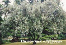 Лох узколистный (Elaeagnus angustifolia)