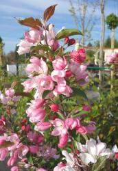 Яблоня декоративная "Ред Обелиск" (Malus hybridus "Red Obelisk")