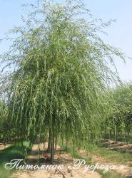 Ива белая Плакучая (Salix alba f. pendula)