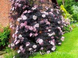 Бузина черная (Sambucus nigra) "Black Lace"