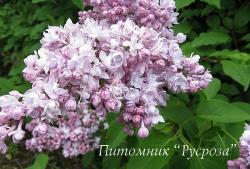Сирень "Монтень" (Montaigne) (Лемуан, 1907)