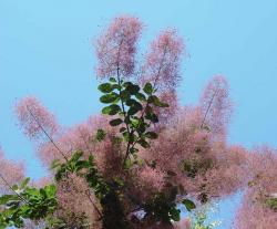 Скумпия кожевенная, зеленолистная (Cotinus coggygria)