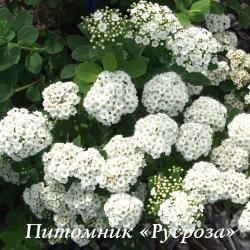 Спирея березолистная "Tor" (Тор) (Spiraea betulifolia)