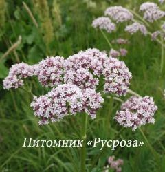 Валериана лекарственная (Valeriana officinalis)