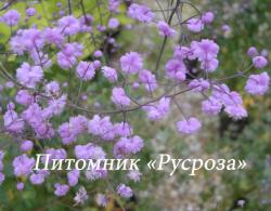 Василистник Делавая "Hewitt's Double" (Thalictrum delavayi)