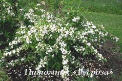 Вейгела цветущая "Кандида" (Weigela florida "Candida")