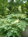 Аралия Шмидта (сердцевидная) (Aralia cordata)