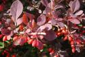 Барбарис Тунберга "Atropurpurea" (Berberis Thunbergii)