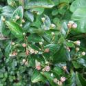 Кизильник блестящий (Cotoneaster lucidus)