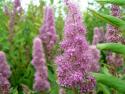 Спирея Дугласа (Spiraea douglasii)