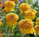 Эхинацея пурпурная "Pineapple Sundae" (Echinacea purpurea)