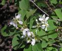 Ирга ольхолистная (Amelanchier alnifolia)