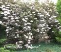 Бузина черная "Гуинчо Пепл" (Sambucus nigra "Guincho Purple")