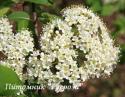 Калина гордовина (Viburnum lantana)