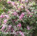 Вейгела "Костериана Вариегата" (Weigela "Kosteriana Variegata" )