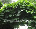 Аристолохия (Aristolochia)