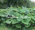 Белокопытник японский "Giganteus" (Petasites japonicus)