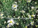 Болтония астровидная "Snowbank" (Boltonia asteroides) 