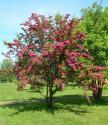 Боярышник обыкновенный “Пол’з Скарлет” (Crataegus laevigata “Paul's Scarlet”)