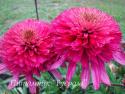 Эхинацея пурпурная "Southern Belle" (Echinacea purpurea)