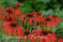 Эхинацея "Tomatosoup" (Echinacea purpurea)