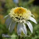 Эхинацея пурпурная "White Double Delight" (Echinacea purpurea)