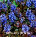 Живучка ползучая atropurpurea (Ajuga reptans)