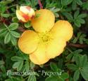 Лапчатка кустарниковая "Танжерин" (Potentilla fruticosa "Tangerine")