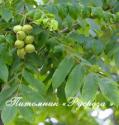 Орех маньчжурский (Juglans mandshurica)