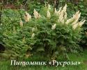 Рябинник рябинолистный (Sorbaria sorbifolia)