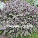 Шалфей лекарственный Purpurascens (Salvia officinalis)