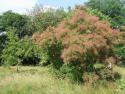 Скумпия кожевенная, зеленолистная (Cotinus coggygria)