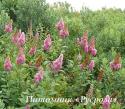 Спирея Дугласа (Spiraea douglasii)