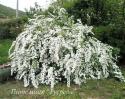 Спирея Вангутта (Spiraea vanhouttei)