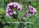 Душица обыкновенная (Origanum vulgare)