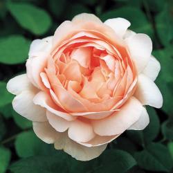 AMBRIDGE ROSE (AUSWONDER) (Эмбридж Роуз)