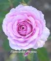 LILAC ROSE (AUSLILAC) (Лайлэк Роуз)