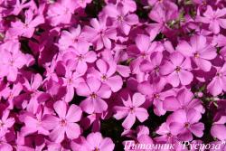 Флокс шиловидный "Emerald Cushion Pink"