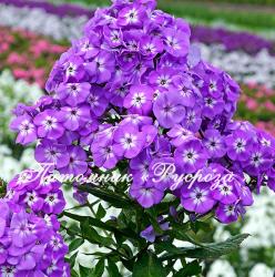 Флокс широколистный (Phlox amplifolia) "Goliath" (Голиаф)