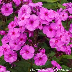 Флокс метельчатый "Purple Paradise"