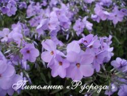 Флокс побегоносный "Purpurea"