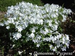 Флокс растопыренный "White Perfume"