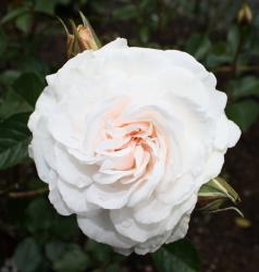 GREAT NORTH EASTERN ROSE (Грейт Ноф Истэн Роуз)