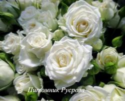 HAPPY WEDDING (Хэппи Уэддин)