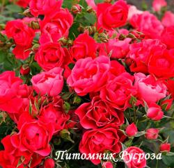 PINK FOREST ROSE (Пинк Форест Роуз)