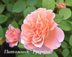 ROSE DE CORNOUAILLE (Роз Де Корнуай)